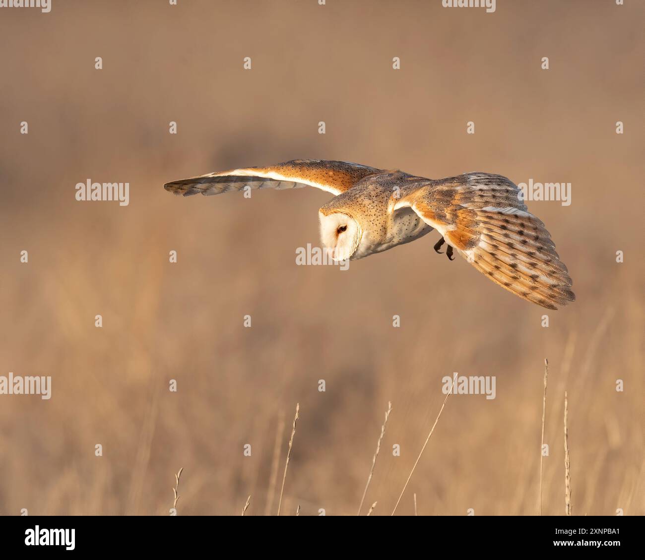 Barn Owl (Tito alba), Utah, Westnordamerika Stockfoto