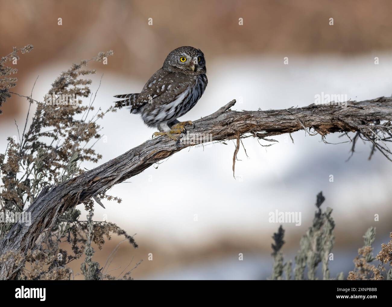 Nördliche Pygmäe (Glaucidium californium), Utah im Winter, Nordamerika Stockfoto