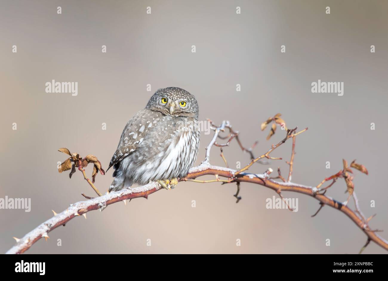Nördliche Pygmäe (Glaucidium californium), Utah im Winter, Nordamerika Stockfoto