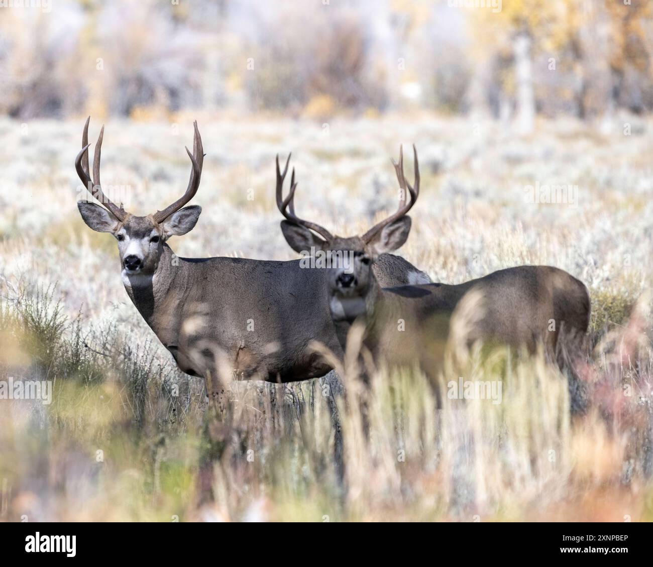 Maultierhirsche (Odocoileus hemionus) Grand Teton National Park, Wyoming Stockfoto
