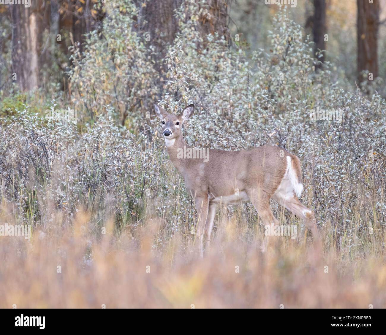 Maultierhirsche (Odocoileus hemionus) Grand Teton National Park, Wyoming Stockfoto