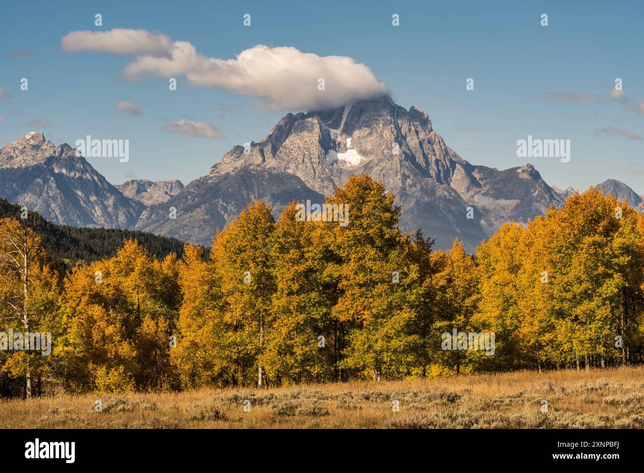 Herbstfarbe im Oxbow Bend, Grand Teton National Park, Wyoming Stockfoto