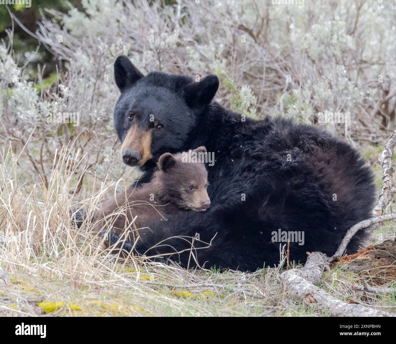 Amerikanischer Schwarzbär (Ursus americanus) mit neugeborenem Frühlingsjungen, Grand Teton National Park, Wyoming, Nordamerika Stockfoto