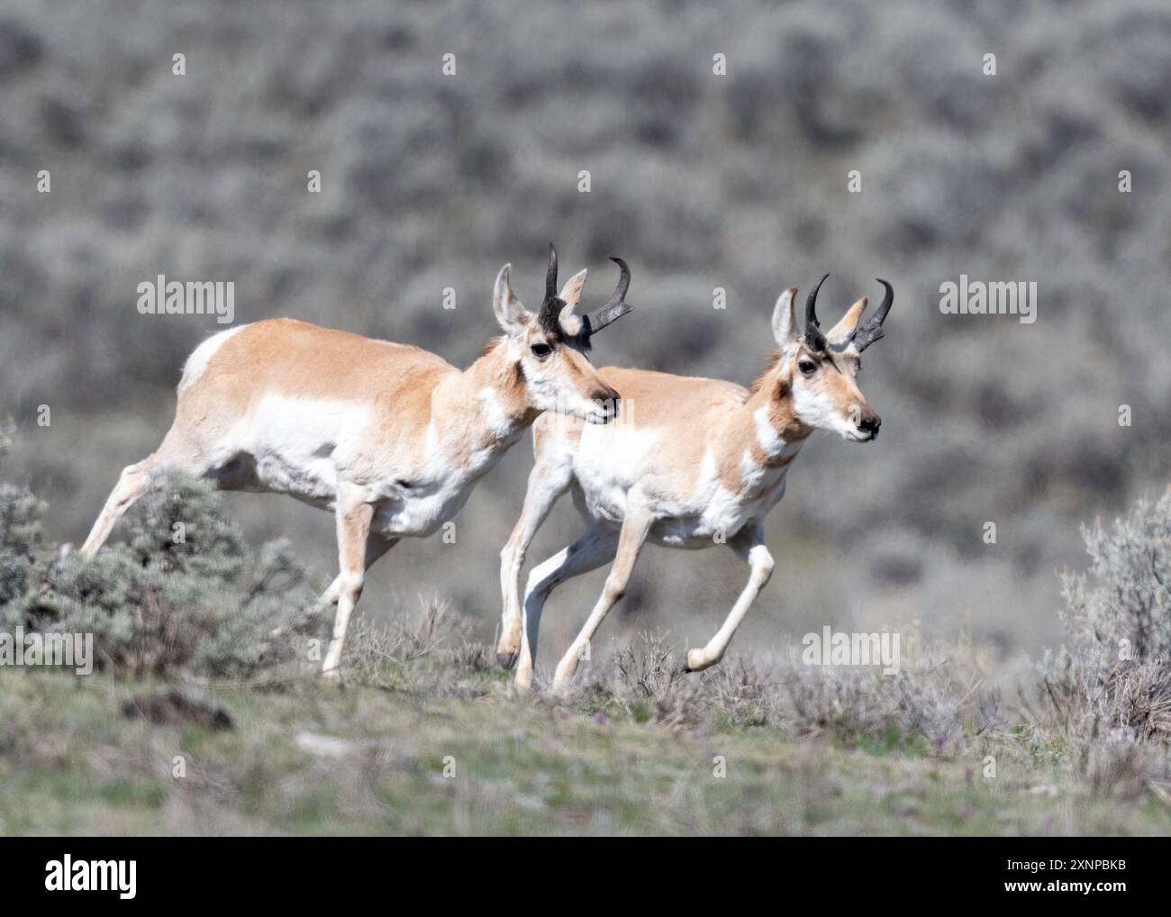 Pronghorn (Antilocapra americana) spielt im Yellowstone National Park, Wyoming Stockfoto