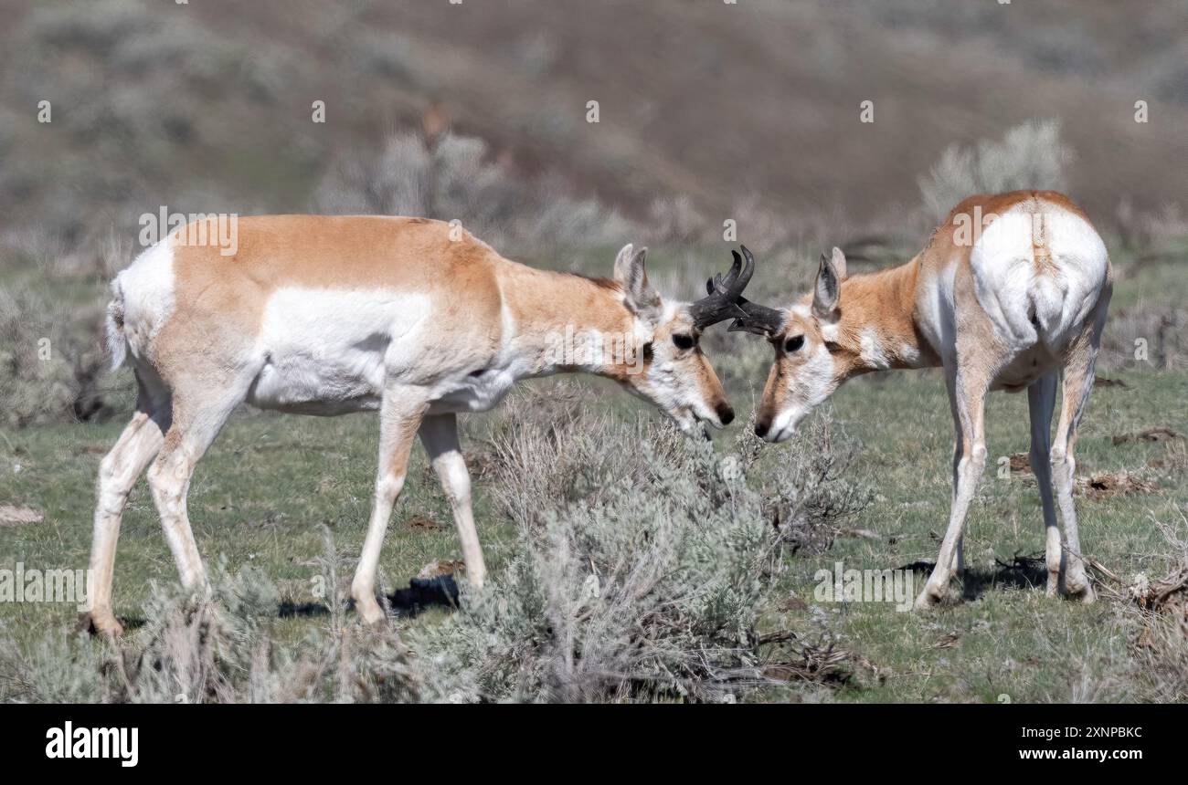 Pronghorn (Antilocapra americana) spielt im Yellowstone National Park, Wyoming Stockfoto