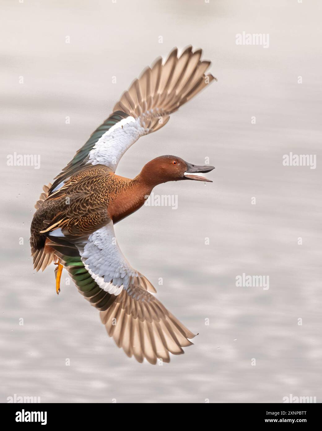 Cinnamon Teal (Spatula vyanoptera) fliegt entlang eines Sumpfes in Nordkalifornien Stockfoto