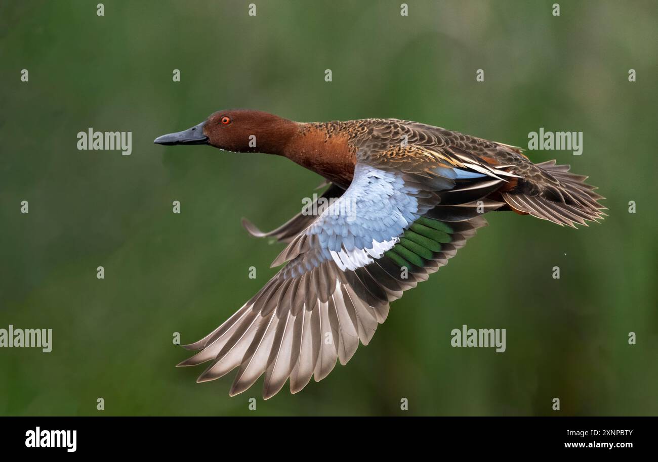 Cinnamon Teal (Spatula vyanoptera) fliegt entlang eines Sumpfes in Nordkalifornien Stockfoto