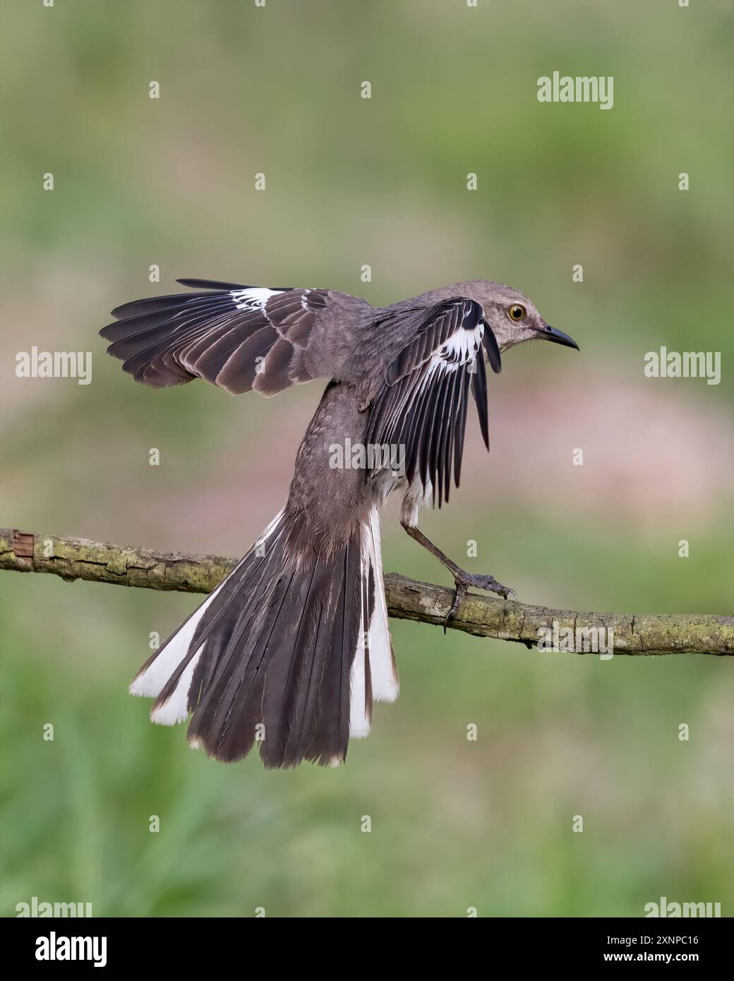 Northern Mockingbird (Mimus polyglottos) landete während eines Zwischenstopps in Galveston, Texas während des Frühlingszuges Stockfoto