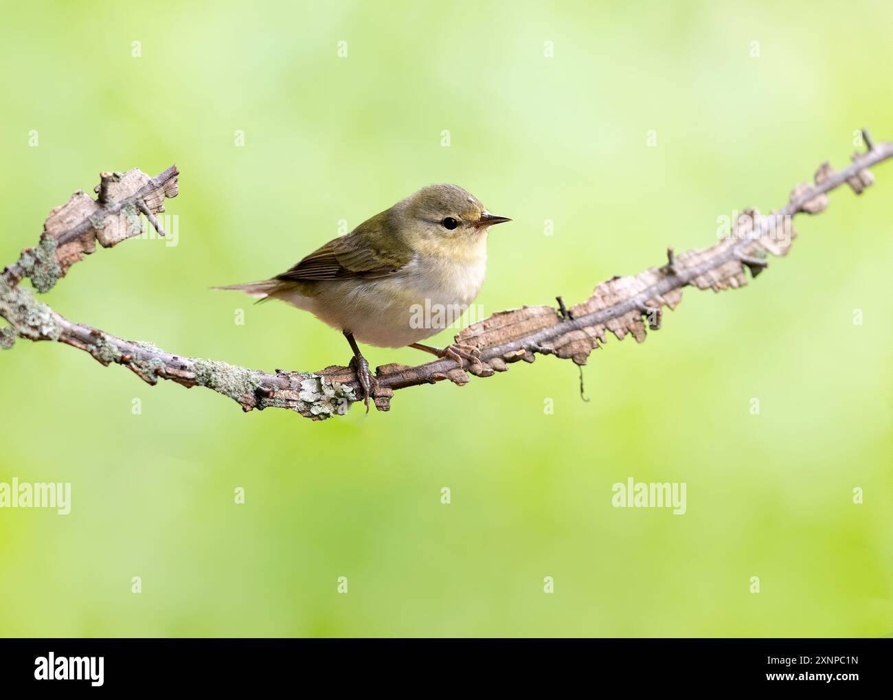 Tennessee Warbler (Leiothlypis Wanderweg) hockte während eines Zwischenstopps in Galveston, Texas, während des Frühlingszuges Stockfoto