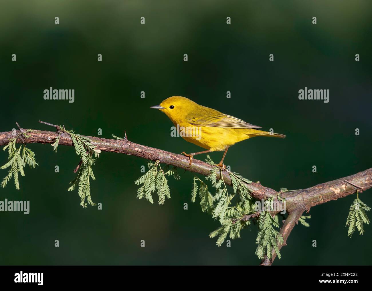 Der Gelbschwanzer (Setophaga petechia) hockte während eines Zwischenstopps in Galveston, Texas, während der Frühjahrswanderung Stockfoto