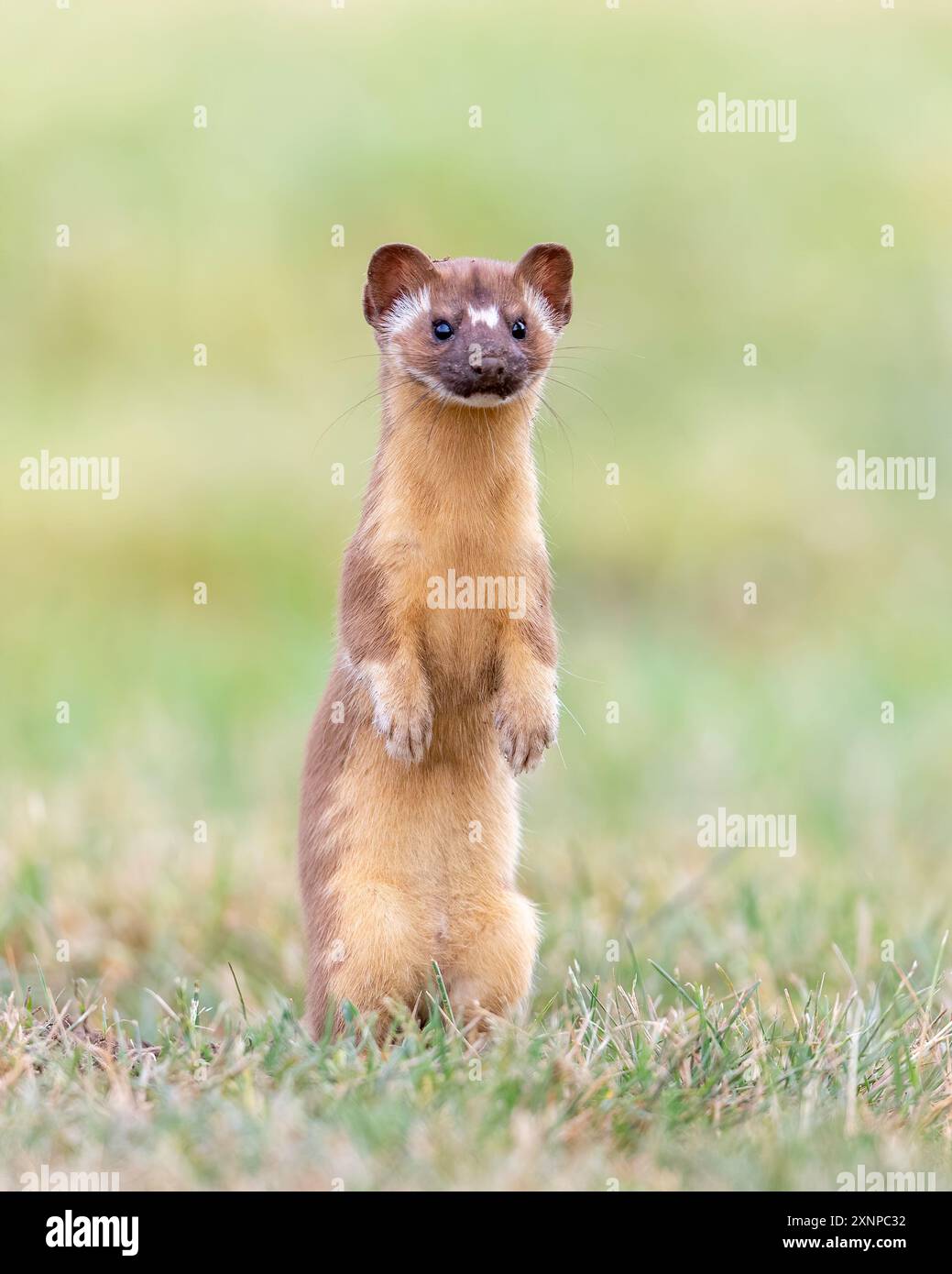 Langschwanz-Weasel (Negate grenada) jagen und spielen im Regal Park, Kalifornien Stockfoto