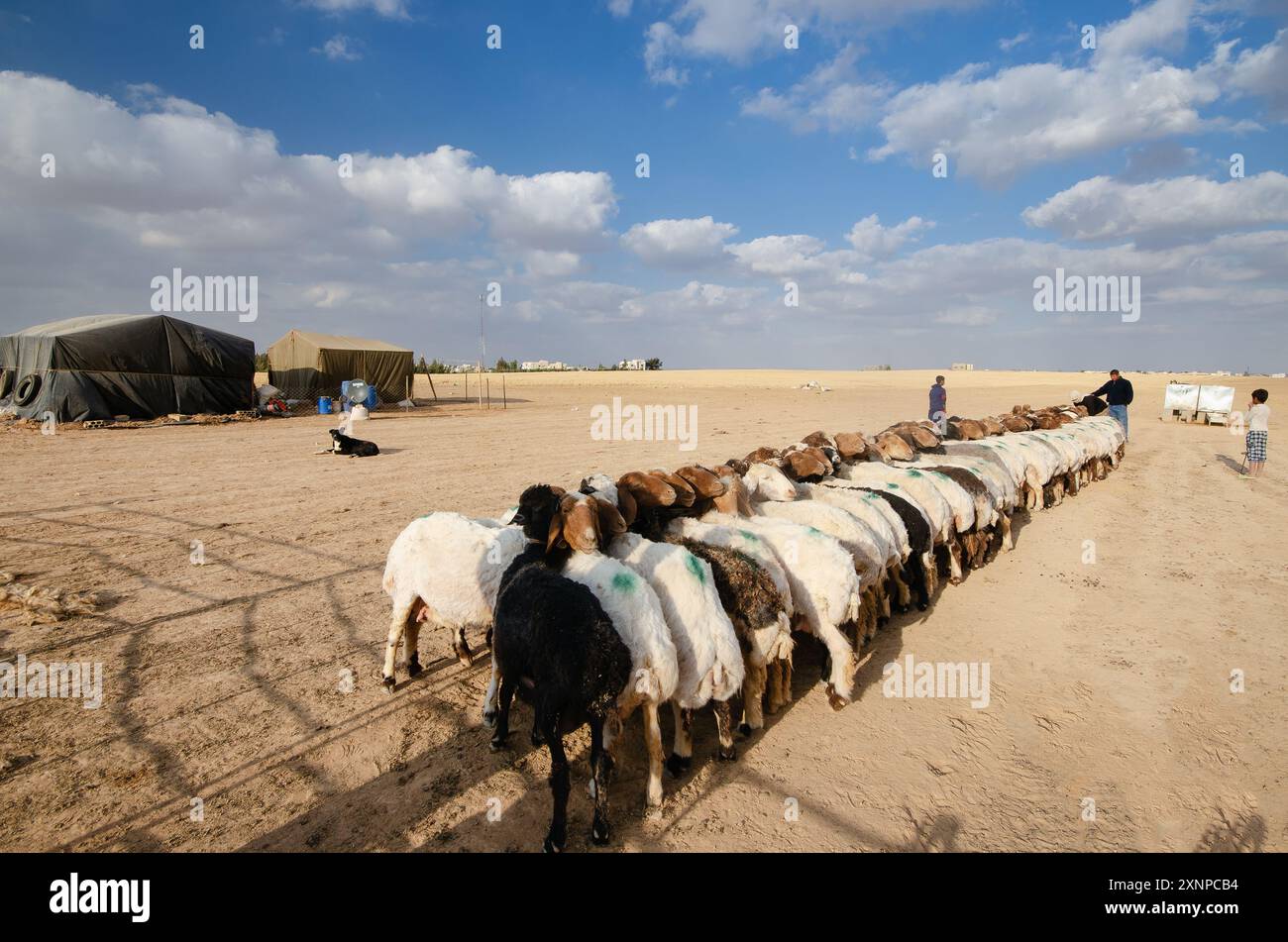 Zwei Reihen Ziegen, die zusammengebunden sind und darauf warten, gemolken zu werden, in der Nähe von Nitil, Jordanien Stockfoto