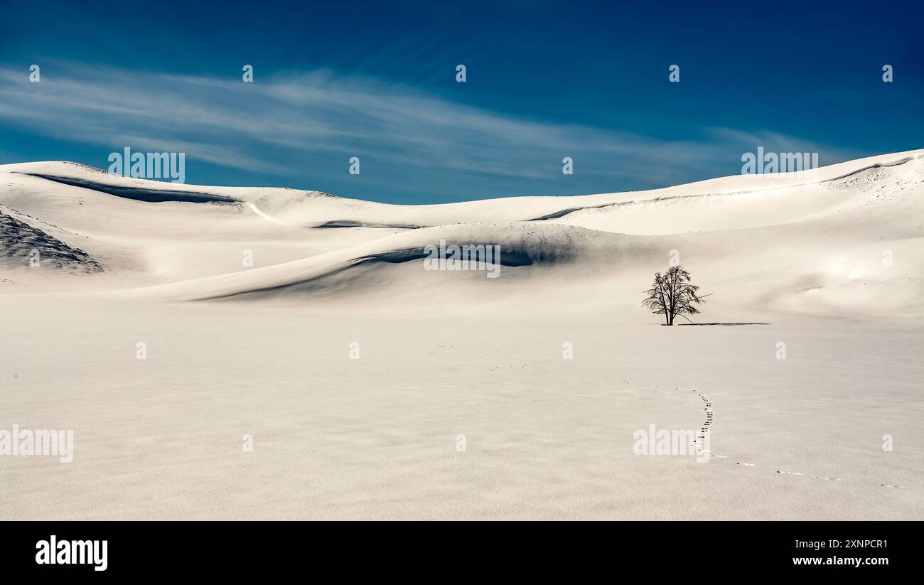 Einsamer Baum auf den Hügeln oberhalb der Winterszene des Lamar Valley im Yellowstone-Nationalpark, Wyoming, Nordamerika Stockfoto
