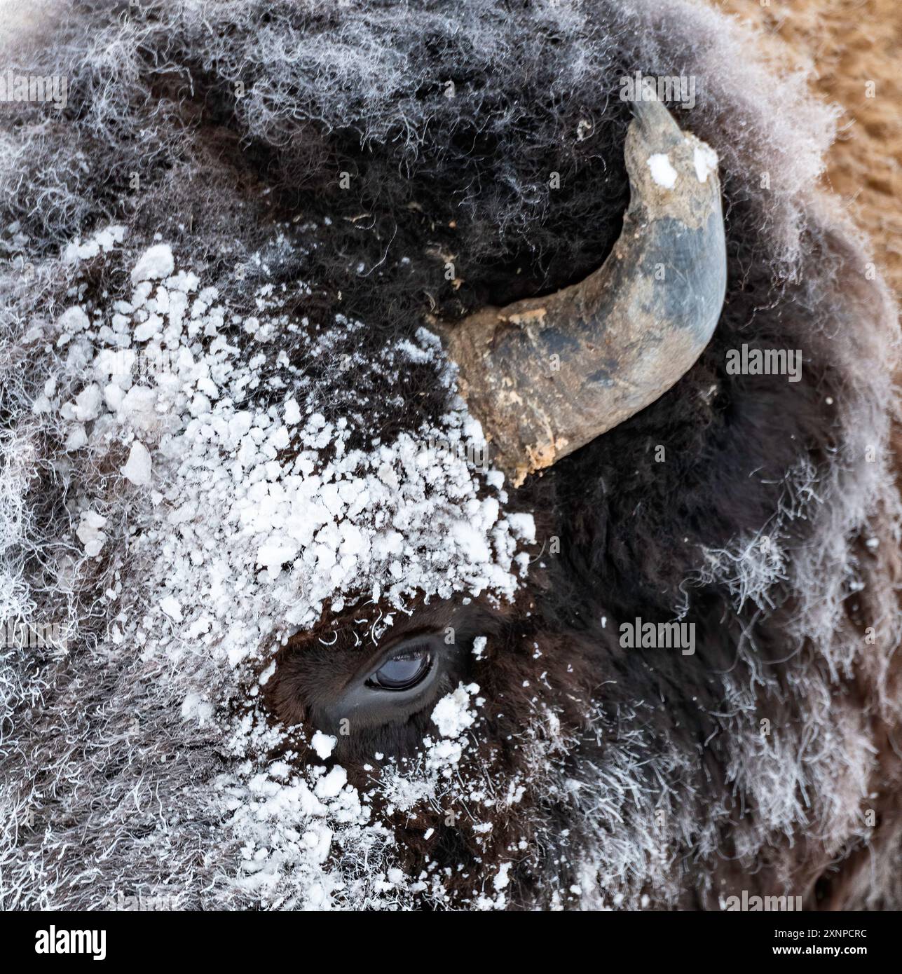 Amerikanischer Bison in einem Wintersturm, Yellowstone National Park, Wyoming Stockfoto