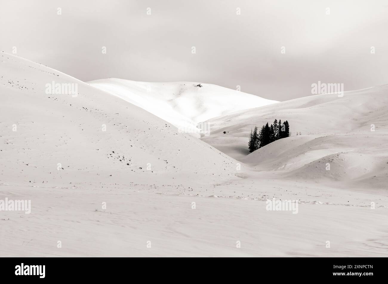 Kiefern auf Hügeln oberhalb der Winterszene des Lamar Valley im Yellowstone-Nationalpark, Wyoming, Nordamerika Stockfoto