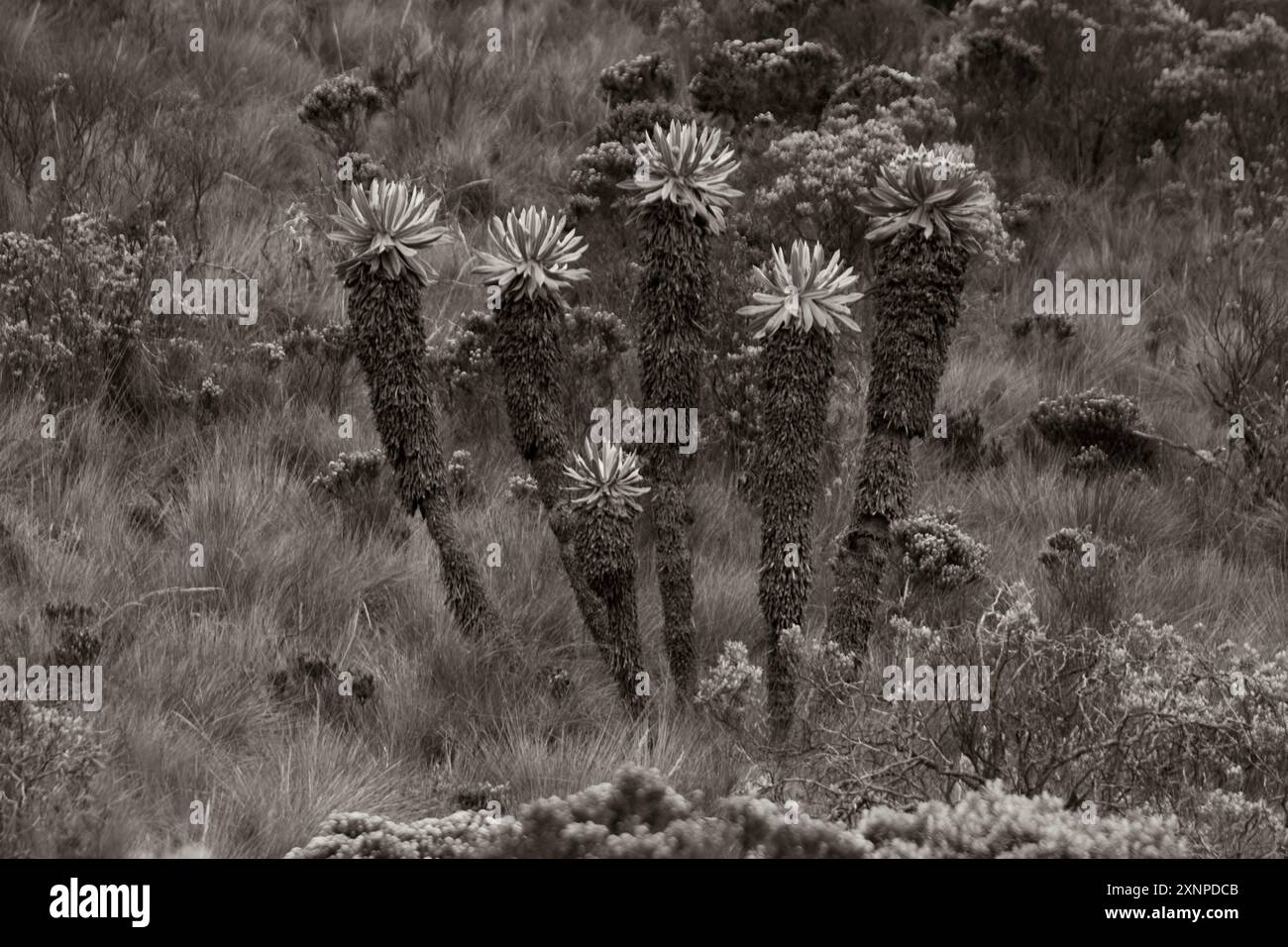 Espeletia (Espeletia albarregensis) ist auch als Frailejones oder Big Monks bekannt, eine heilige Pflanze, die Wasser im Paramo-Ökosystem des Colom speichert Stockfoto
