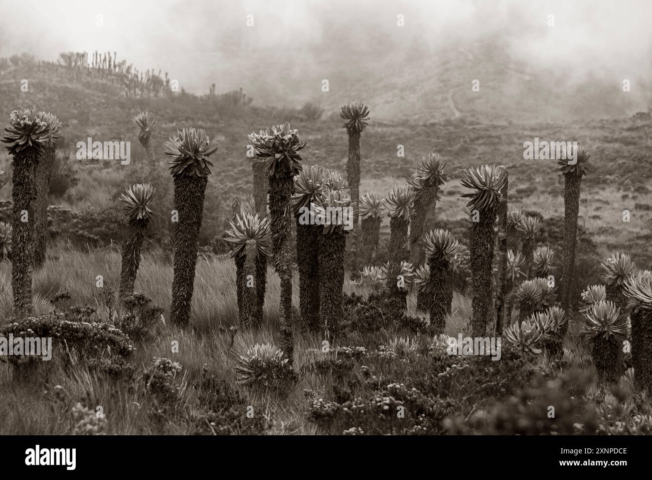 Espeletia (Espeletia albarregensis) ist auch als Frailejones oder Big Monks bekannt, eine heilige Pflanze, die Wasser im Paramo-Ökosystem des Colom speichert Stockfoto