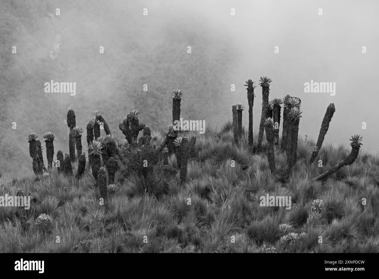 Espeletia (Espeletia albarregensis) ist auch als Frailejones oder Big Monks bekannt, eine heilige Pflanze, die Wasser im Paramo-Ökosystem des Colom speichert Stockfoto