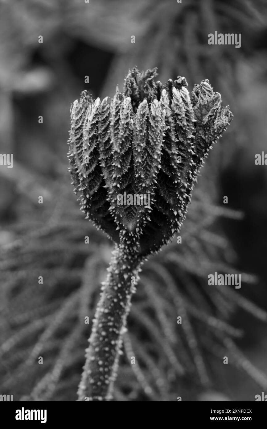 Pflanzen wachsen in dem einzigartigen Ökosystem in hoher Höhe, dem Paramo in den kolumbianischen Anden in der Nähe von Nevado del Ruiz in Kolumbien Stockfoto