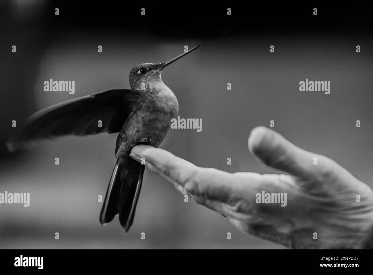 Ein großer Saphirewing-Kolibris im Termales Del Ruiz Hotel landet auf einer Hand, die 10.500 Meter in den kolumbianischen Anden liegt Stockfoto