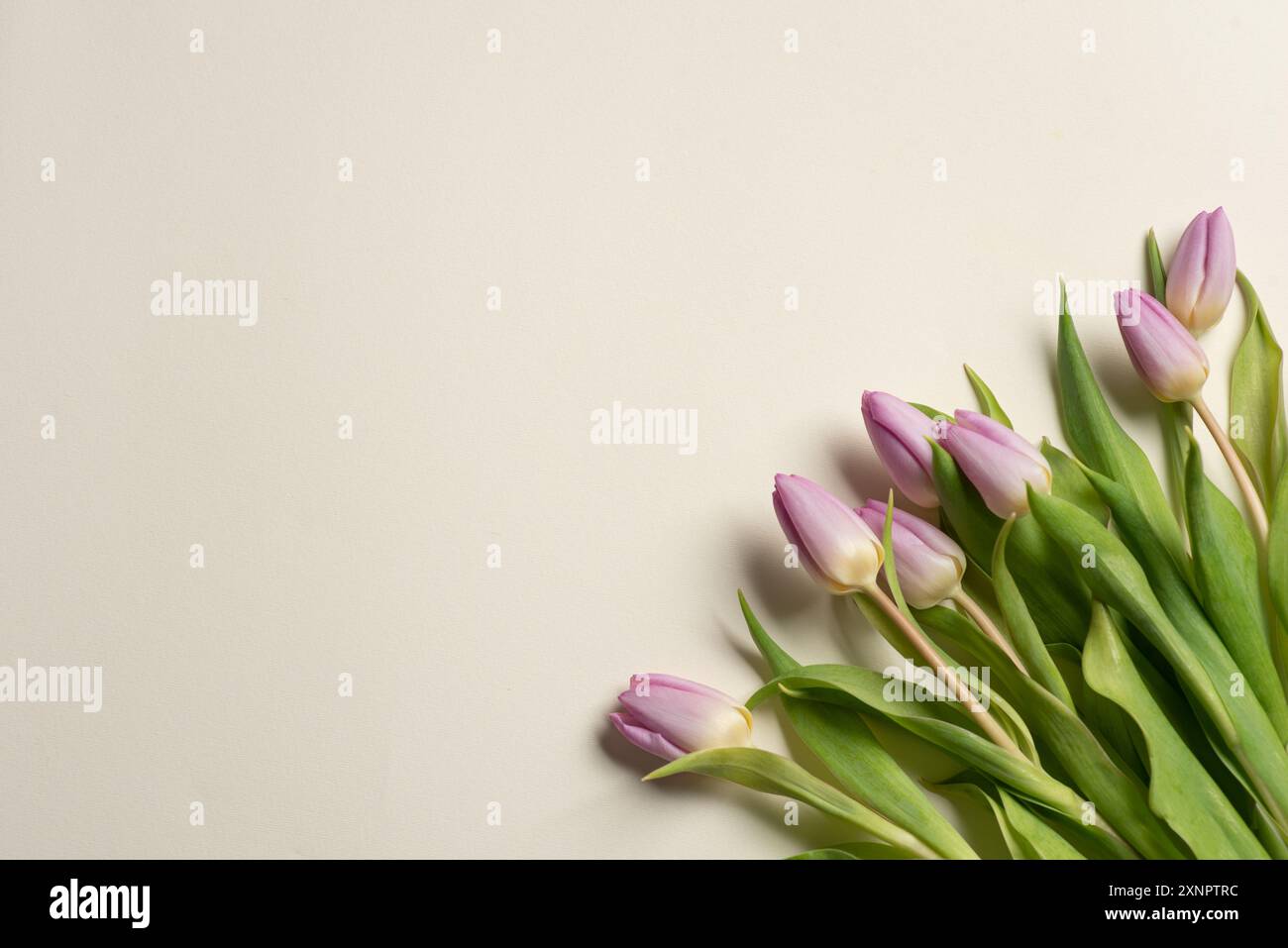 Ein minimalistisches Bild mit einem Strauß violetter Tulpen vor hellem Hintergrund. Der schlichte und dennoch auffällige Kontrast unterstreicht die Eleganz und Eleganz Stockfoto