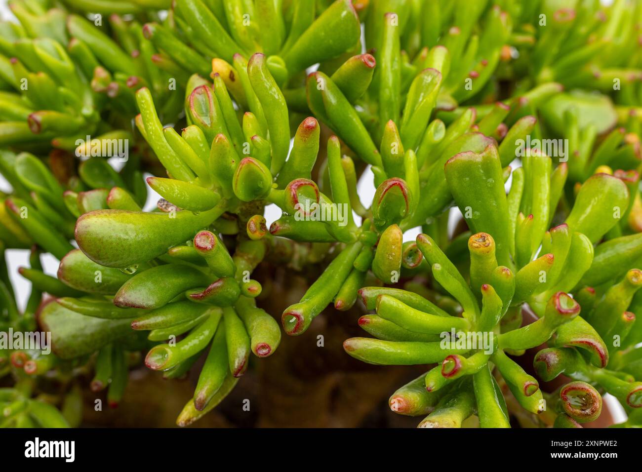 Schöne Crassula ovata Gullom mit grünen Röhrenblättern mit hellroten Spitzen aus der Nähe. Stockfoto