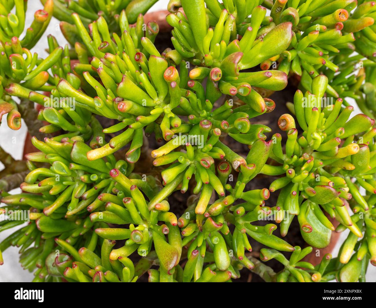 Schöne Crassula ovata gollum Pflanze mit grünen röhrenförmigen Blättern mit roten Spitzen Stockfoto