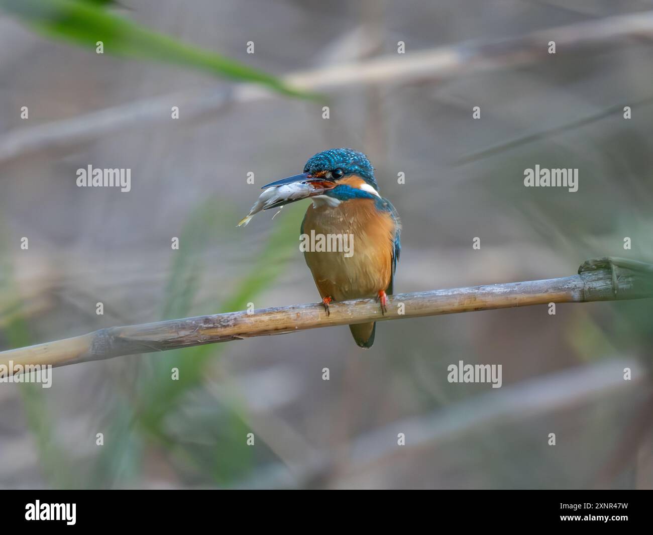 Gewöhnlicher Eisvogel Mit Fisch, Der Hoch Sitzt Stockfoto