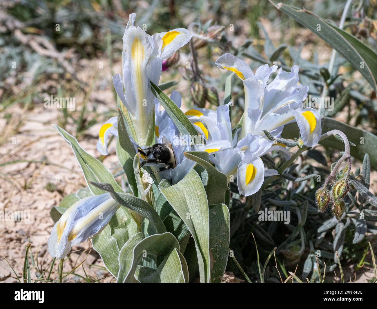 Sehr selten König Uzziae Iris in Israel Stockfoto