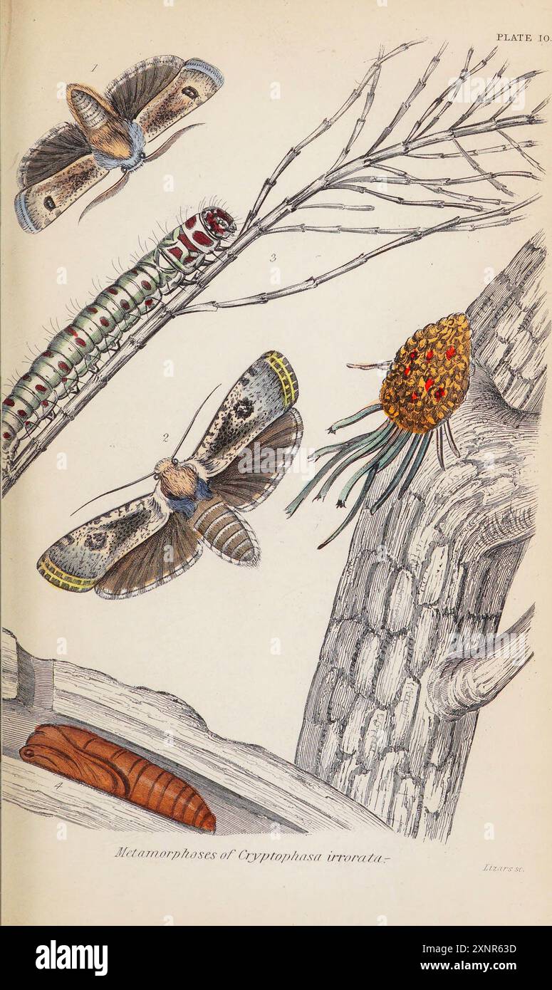 Metamorphoses Cryptophasa irrorate handgemalte Platte aus dem Buch Entomology Exotic Moths von Duncan, James, 1804-1861 Band XXXI der NATURFORSCHUNGSBIBLIOTHEK. Veröffentlicht 1852 Stockfoto