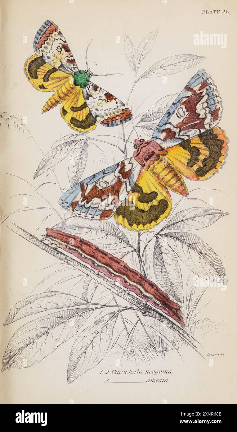 Catocala neogama [die Braut, ist eine Motte aus der Familie Erebidae, die erstmals 1797 von James Edward Smith beschrieben wurde. Sie befindet sich in Nordamerika östlich der Rocky Mountains, ] und Catocala Amasia handgemalte Platte aus dem Buch Entomology Exotic Moths von Duncan, James, 1804-1861 Band XXXI der NATURFORSCHUNGSBIBLIOTHEK. Veröffentlicht 1852 Stockfoto