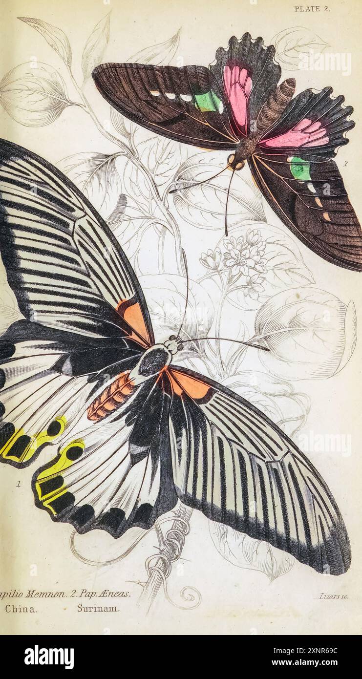 Papilio memnon, der große Mormon, ist ein großer Schmetterling aus Südasien, der zur Familie der Schwalbenschwänze gehört. Sie ist weit verbreitet und hat 13 Unterarten. Das Weibchen ist polymorph und mit mimetischen Formen. Handbemalte Platte aus dem Buch ENTOMOLOGIE. FREMDE SCHMETTERLINGE. Von Duncan, James, 1804-1861 Band XXXI der NATURFORSCHER-BIBLIOTHEK. Veröffentlicht 1852 Stockfoto