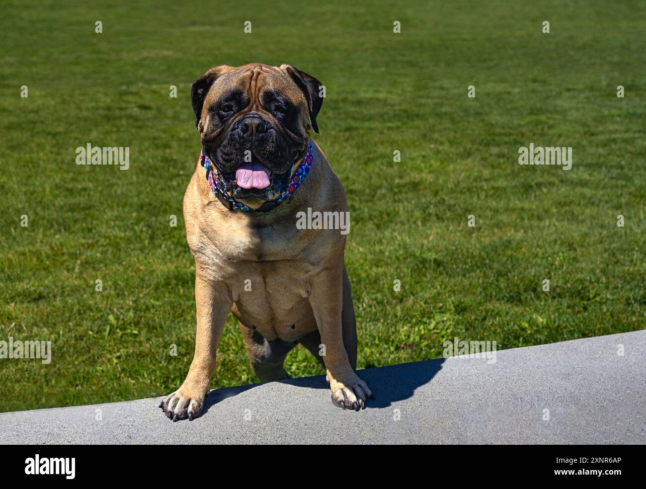 EINE GROSSE FAWN FARBIGE BULLMASTIFF MIT IHREN PFOTEN AUF EINEM ZEMENTVORSPRUNG, DER GERADE MIT EINEM GRASHINTERGRUND IN DEN CITY HALL PARK IN BELLEVUE WASH STARRT Stockfoto