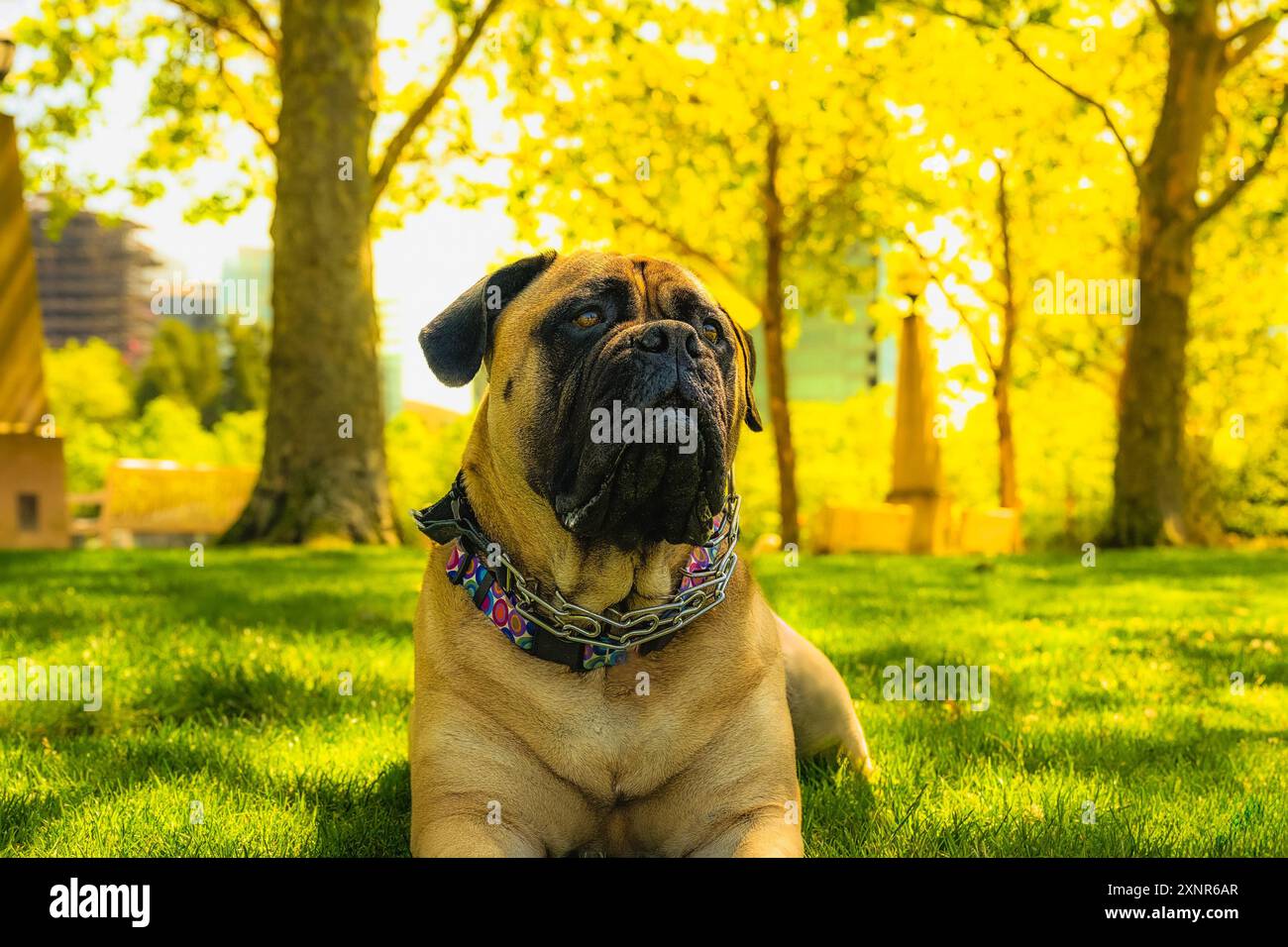 EIN FAWN FARBIGER BULLMASTIFF, DER IM GRAS LIEGT UND LEICHT MIT HELLEN AUGEN UND EINEM GOLDENEN HINTERGRUND IN EINEM STADTPARK IN BELLEVUE WASHINGTON BLICKT Stockfoto