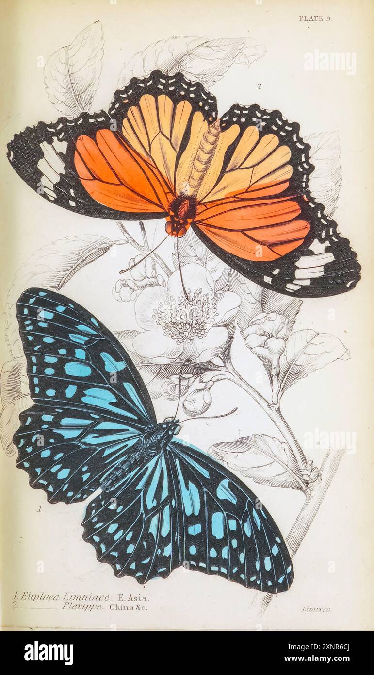 Euplea Limniace [ Tirumala limniace, der blaue Tiger, ist eine Schmetterlingsart in Südasien, ] und Euplea Plexippe [ Euploea ist eine Gattung von Milchgras-Schmetterlingen ] handgemalte Platte aus dem Buch ENTOMOLOGIE. FREMDE SCHMETTERLINGE. Von Duncan, James, 1804-1861 Band XXXI der NATURFORSCHER-BIBLIOTHEK. Veröffentlicht 1852 Stockfoto