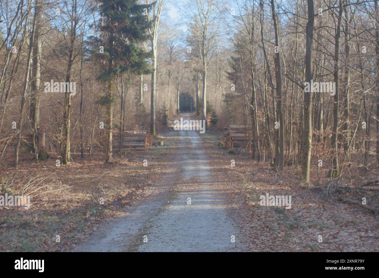 Wald im Taunus Deutschland Stockfoto