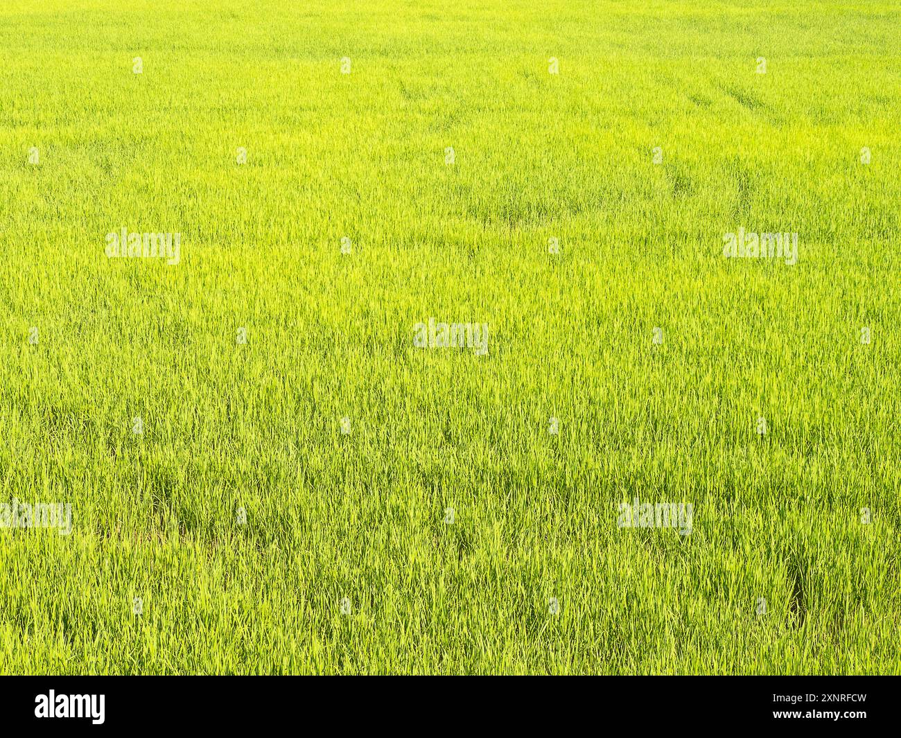 Detaillierte Ansicht eines üppig grünen Reisfeldes, das das lebendige und gesunde Wachstum der Reispflanzen zeigt. Stockfoto