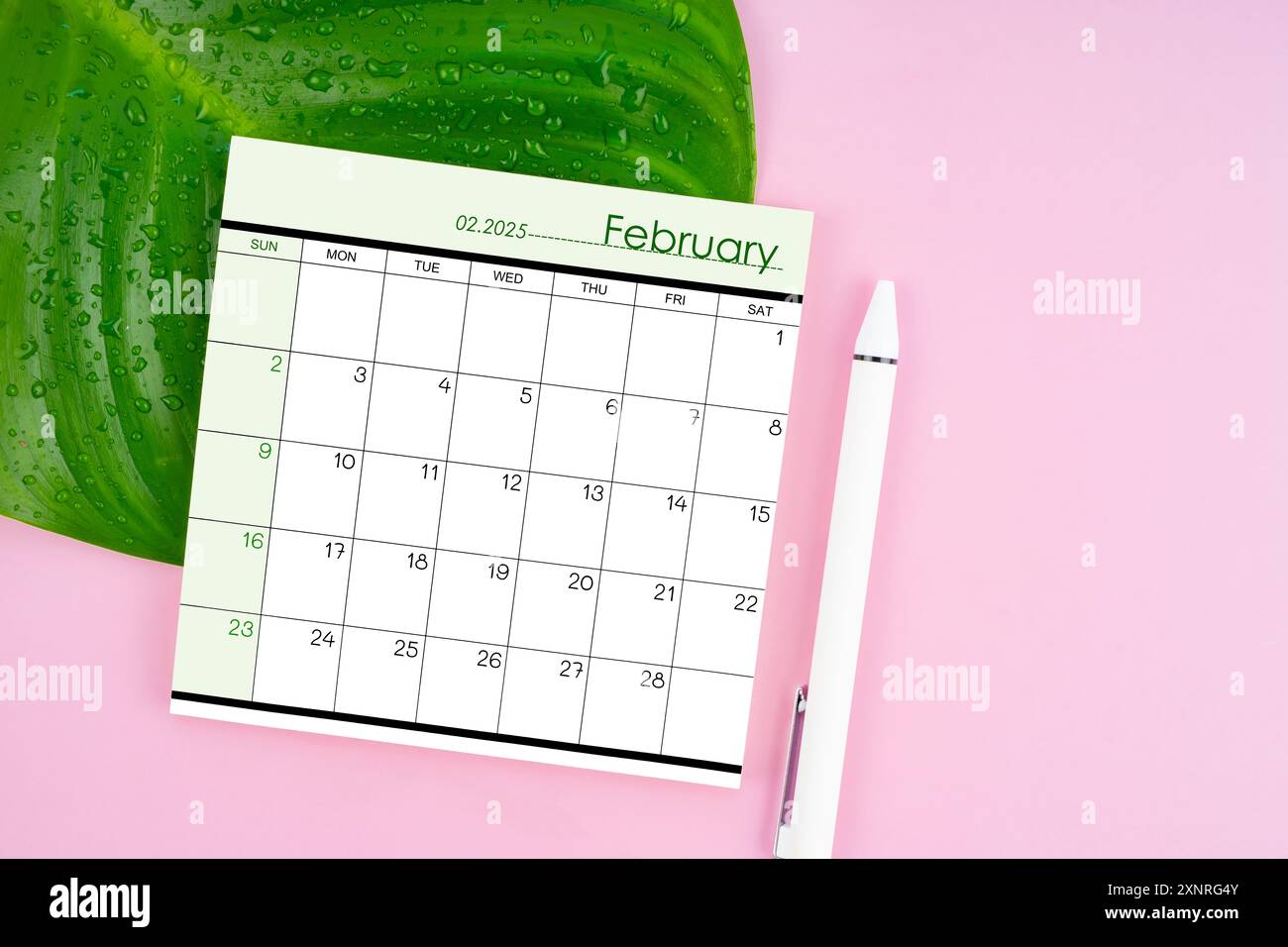Februar 2025 Kalenderseite und frisches grünes Blatt mit Wassertropfen auf rosa Hintergrund. Stockfoto