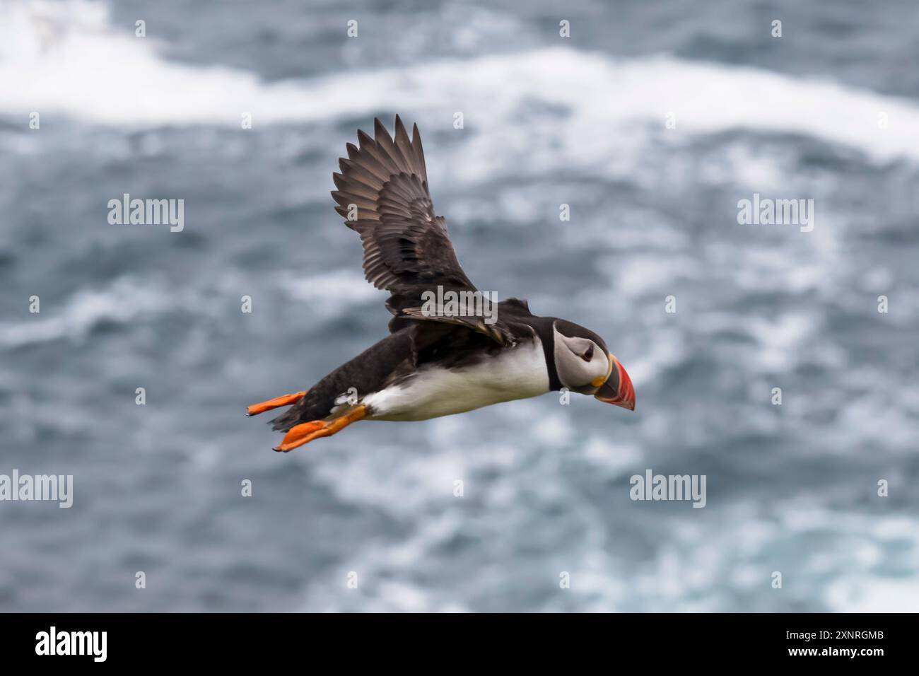 Ein Atlantischer Papageientaucher, Fratercula arctica, im Flug über das Meer bei Sumburgh Head, Shetland. Stockfoto