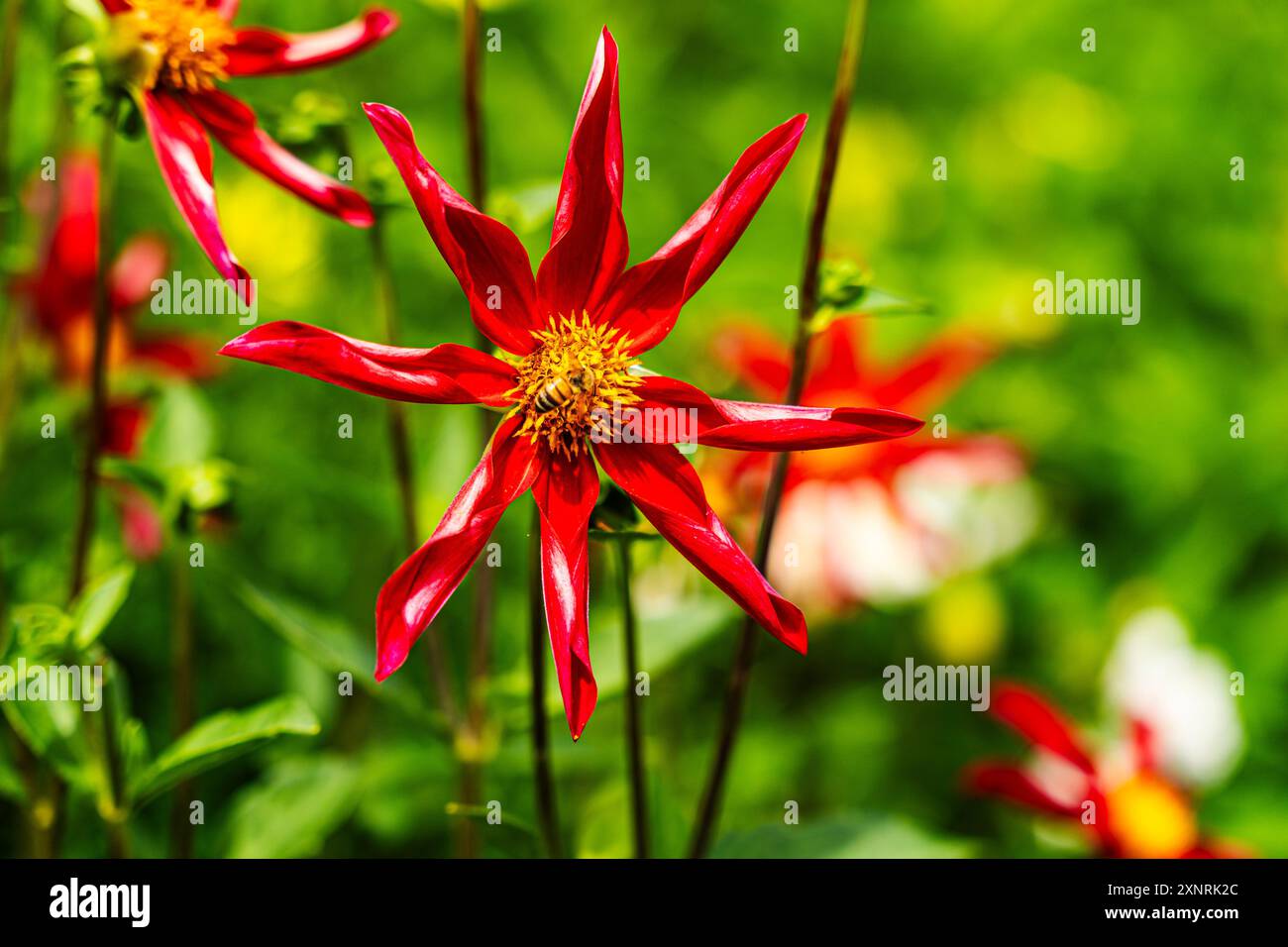 Der farbenfrohe Garten im Haus und Atelier des französischen impressionistischen Malers Claude Monet in Giverny, Normandie, Frankreich. Stockfoto