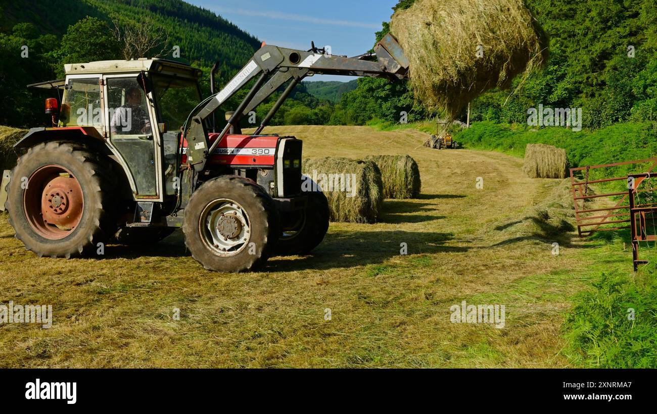 Herstellung von Grassilage mit Rundballen Silage, roter Traktor in walisischer Landwirtschaft Stockfoto