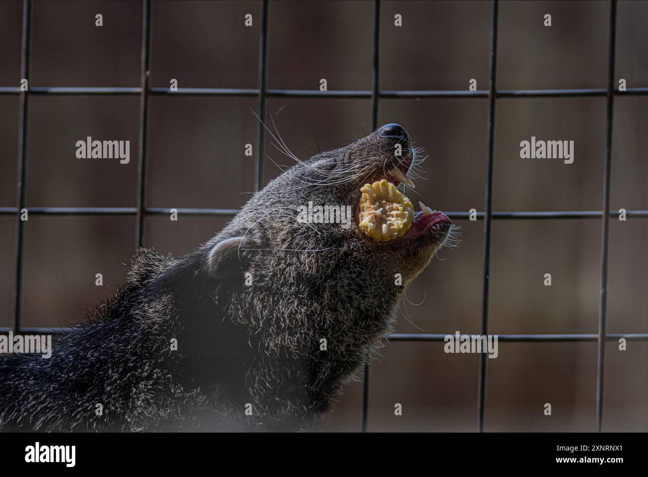 Es ist ein Vogel, es ist ein Flugzeug, nicht ein Binturong Stockfoto