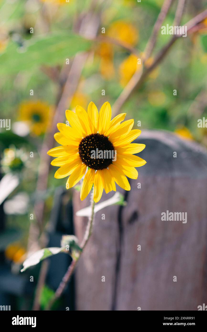 Hellgelbe Sonnenblume, die hoch in einem Garten steht. Stockfoto