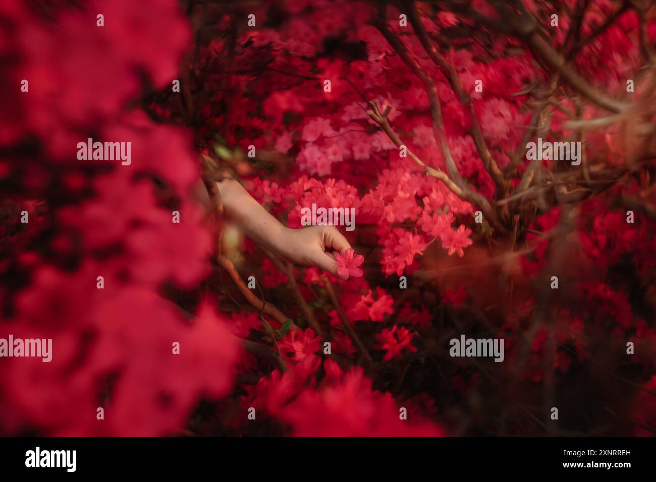 Ein Mädchen, das nach einer Azaleen-Blume greift Stockfoto