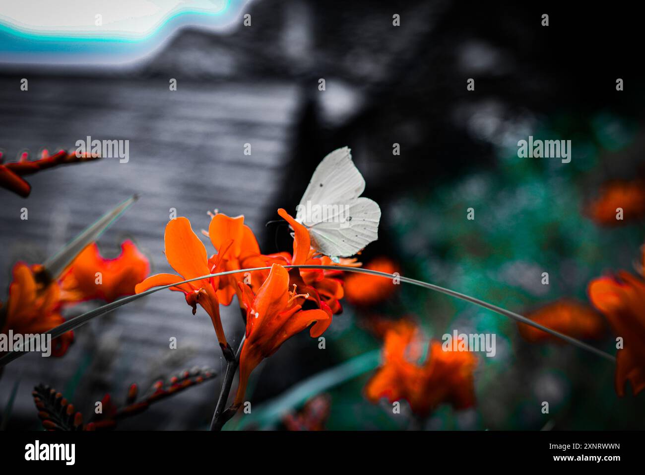 Nahaufnahme von Butterfly auf Daisy Stockfoto