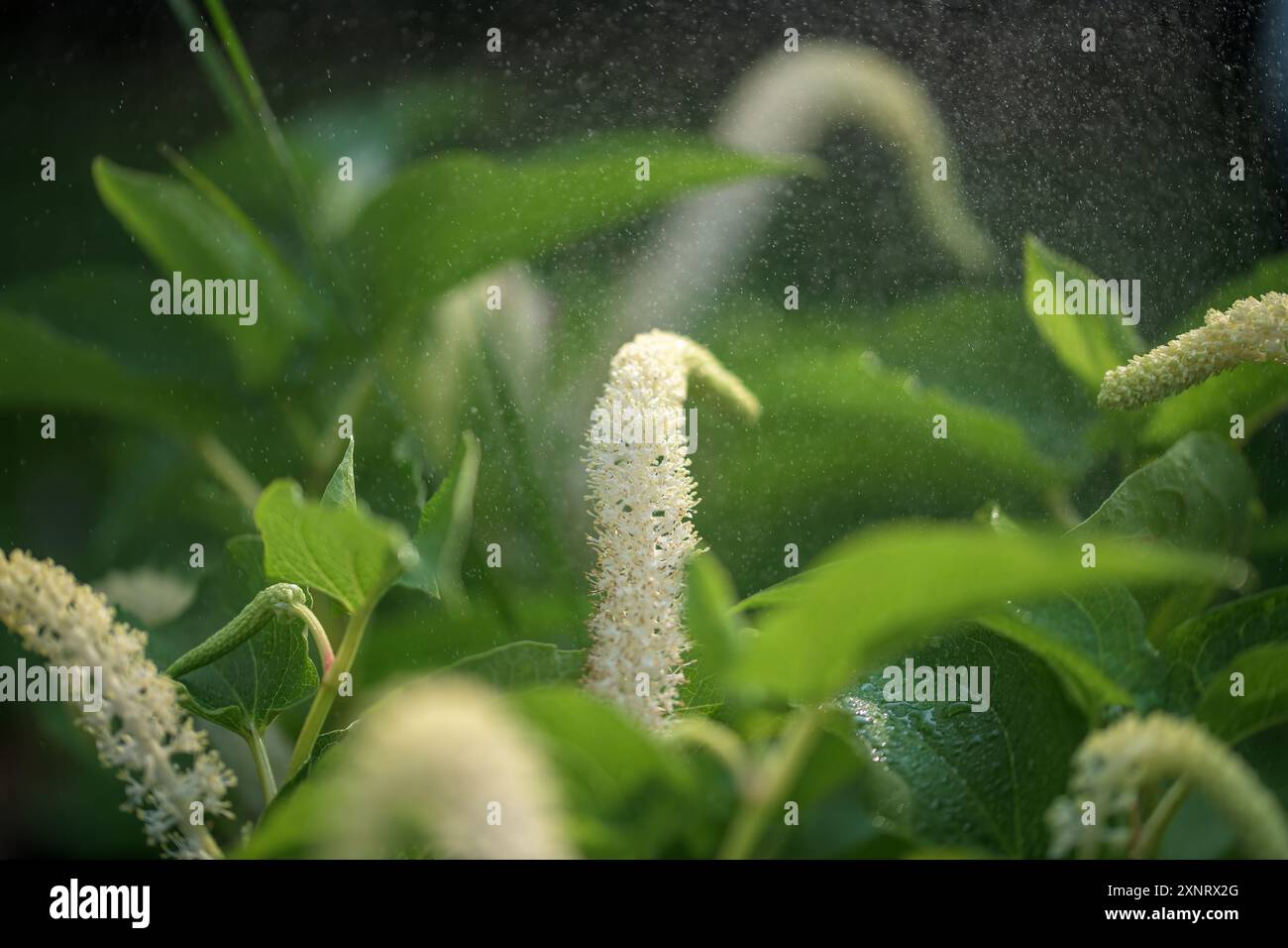 Eine Echsenschwanzpflanze, Wasserdrachenpflanze, Saururus cernuus, mit Springbrunnen, die ihre Blüte und Blätter stauben Stockfoto