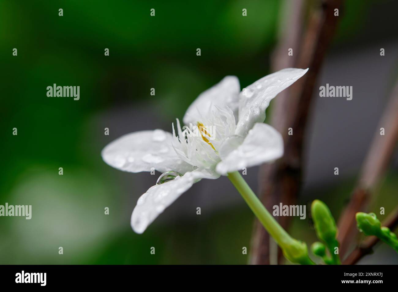 Nahaufnahme von Regentropfen auf weißer Crepe Jasminblüte Stockfoto