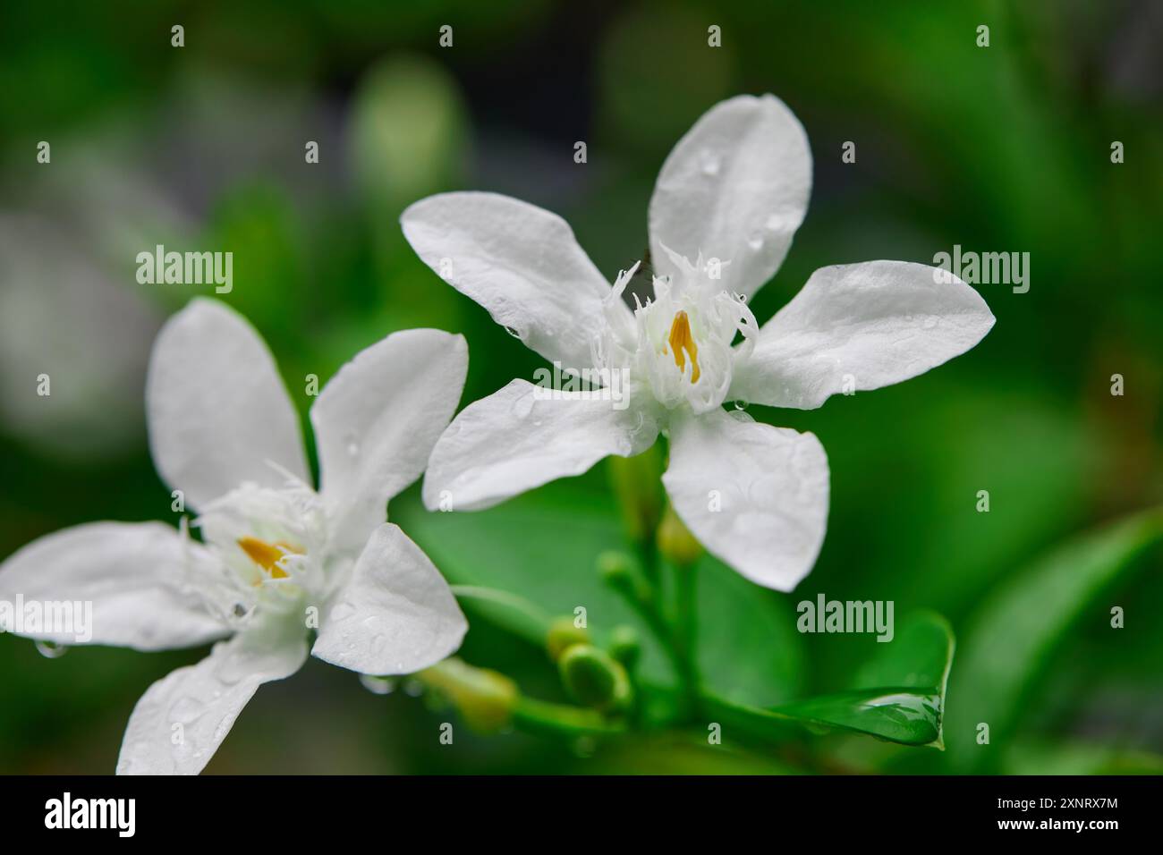 Nahaufnahme von Regentropfen auf weißer Crepe Jasminblüte Stockfoto