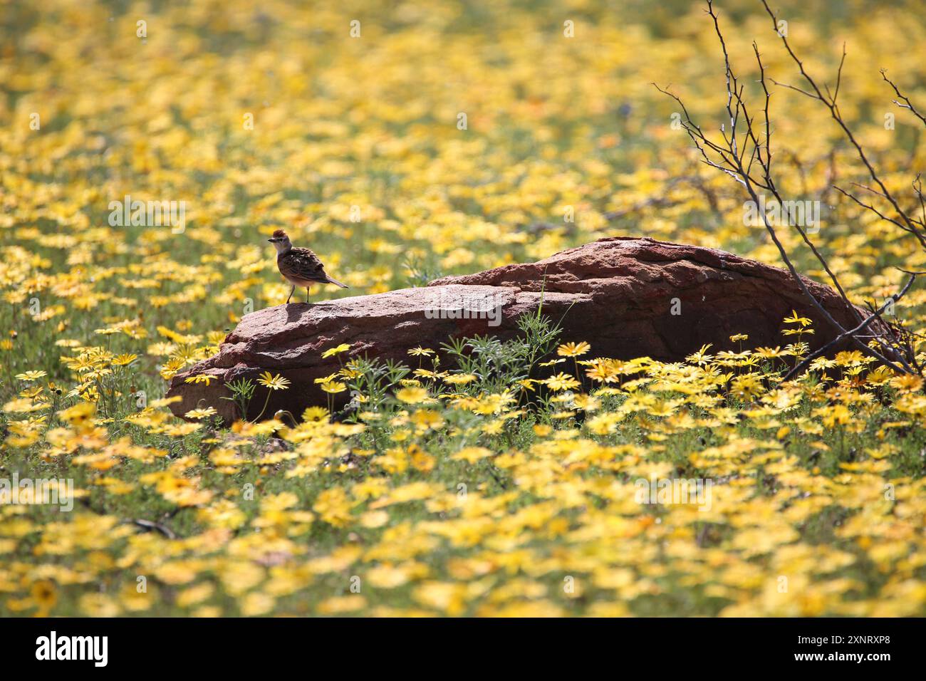 Ein Feld von orange-gelben Fallschirmfliegen (Ursinia) mit Rufus-Nape-Lerche (Mirafra africana) auf dem Ackerland von Namaqualand. Stockfoto