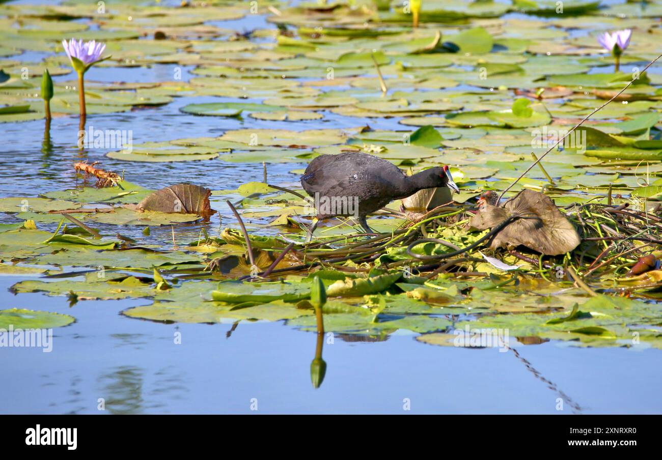 Ein Rotknöpfling, der sein Küken auf einem Lilienteich mit dem Nest aus aquatischem Pflanzenmaterial füttert. Stockfoto